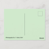 タクソンAzポストカード ポストカード (裏面)