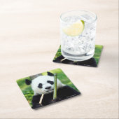 タケを握っているジャイアントパンダ スクエアペーパーコースター (インサイチュ)