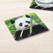 タケを握っているジャイアントパンダ スクエアペーパーコースター (アングル)