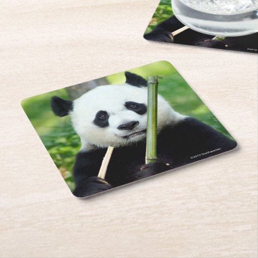 タケを握っているジャイアントパンダ スクエアペーパーコースター (アングル)