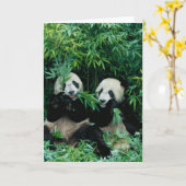 タケを、Wolong一緒に食べている、2頭のパンダ2 カード (黄色い花)