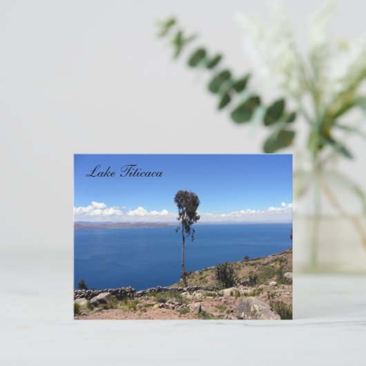 タケノキ ポストカード (スタンド正面)