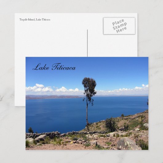 タケノキ ポストカード (正面/裏面)