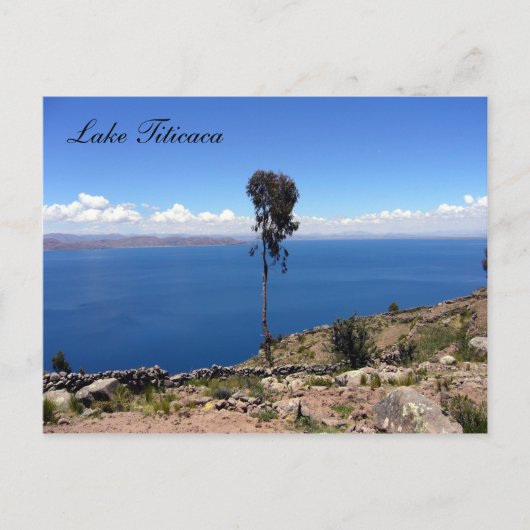 タケノキ ポストカード (正面)