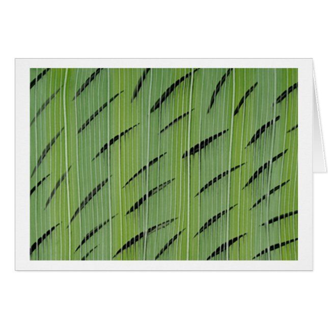 タケ緑 (正面横)