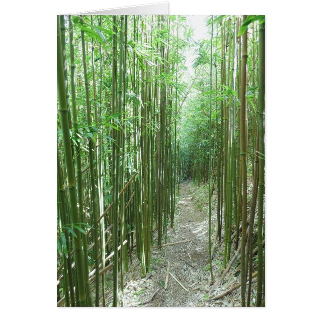 タケ道 (正面)