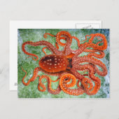 タコの海のアンティーク ポストカード (正面/裏面)