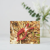 タコの角はがき ポストカード (スタンド正面)