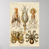 タコイカGamochonia by Ernst Haeckel ポスター (正面)