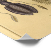 タコイカNautilusヴィンテージイラストレーションプリント ポスター (角)