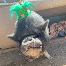 タコセントパトリックのステッカー