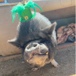 タコセントパトリックのステッカー シール