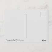 タコマ・ナロウズ橋はがき ポストカード (裏面)