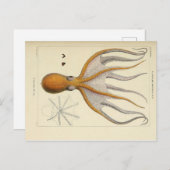 タコヴィンテージ動物学的スケッチ葉書 ポストカード (正面/裏面)