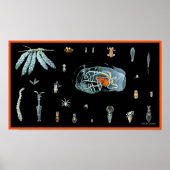 タコ勉強 ポスター (正面)