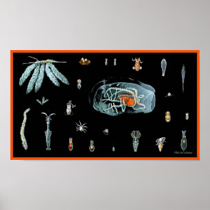 タコ勉強 ポスター