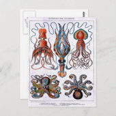 タコ教育プレートはがき ポストカード (正面/裏面)