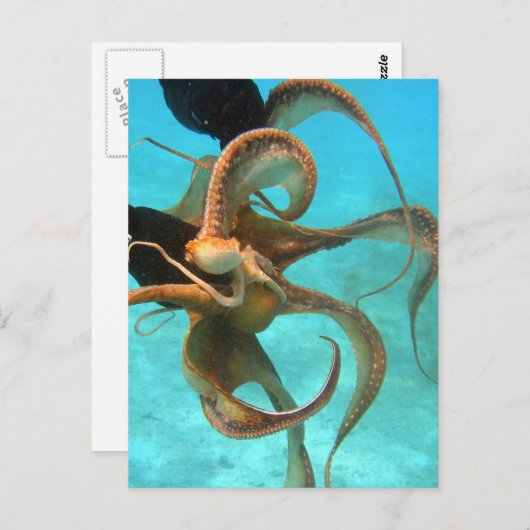 タコ水中 ポストカード (正面/裏面)