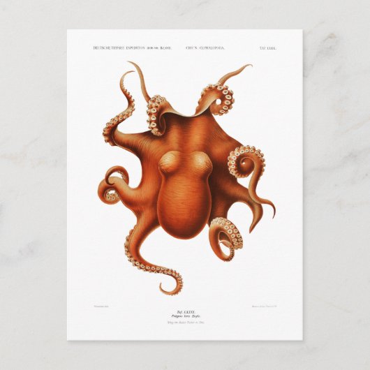 タコ海洋生物葉書 ポストカード (正面)