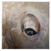 タコ目 タイル (正面)