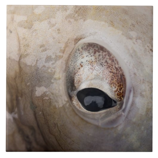 タコ目 タイル (正面)