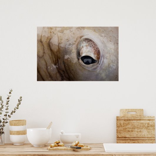 タコ目 ポスター (キッチン)