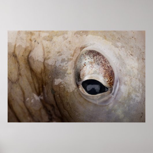 タコ目 ポスター (正面)