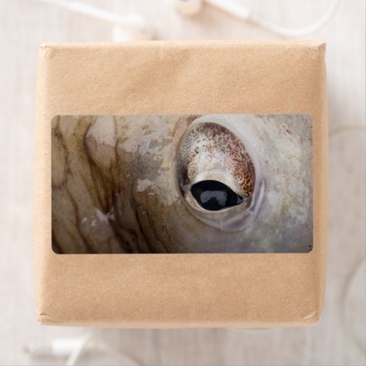 タコ目 ラベル (インサイチュ)