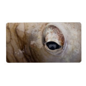 タコ目 ラベル (正面)