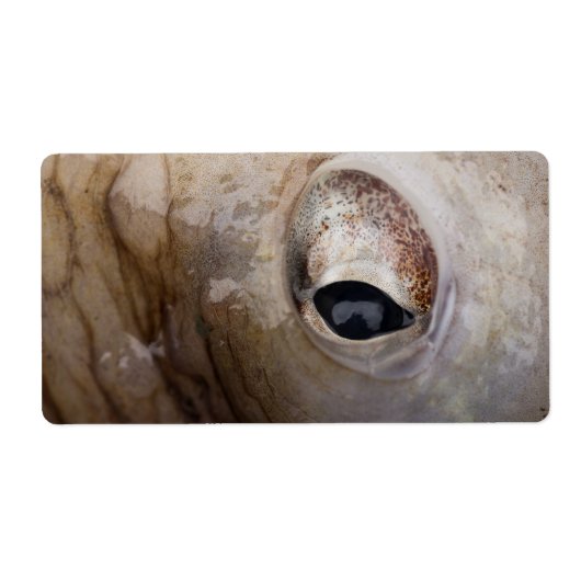 タコ目 ラベル (正面)