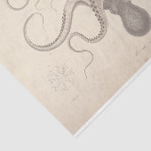 タコ航海のスクリプトEphemera Decompage 薄葉紙 (詳細)