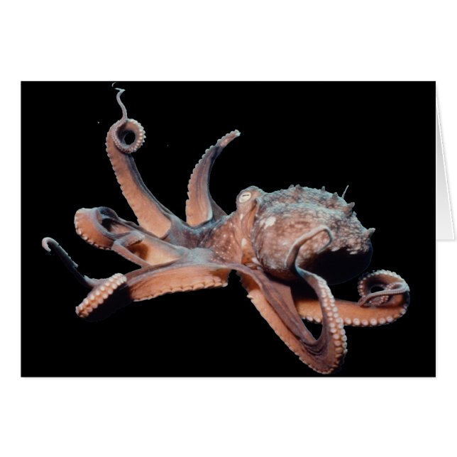 タコ野生のThang (正面横)