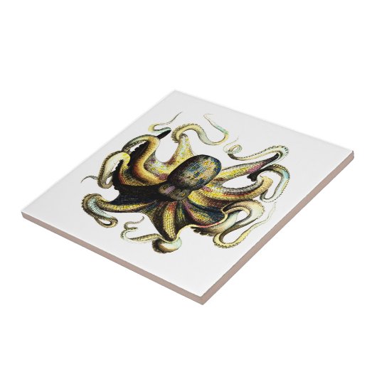 タコ タイル (側面)