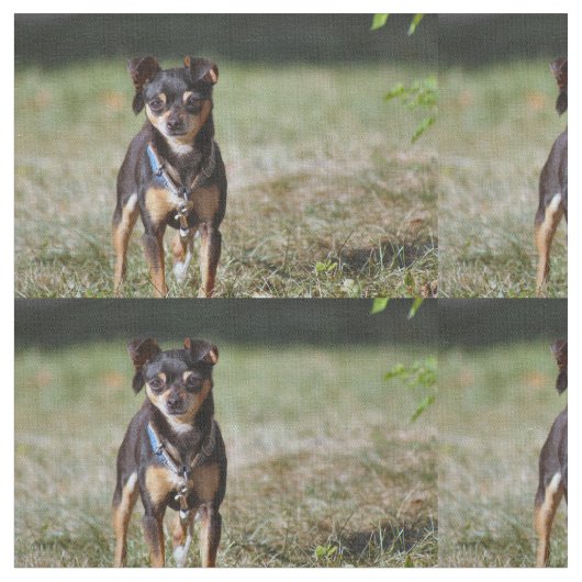 タコ ファブリック (クローズアップ)