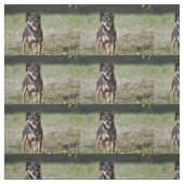 タコ ファブリック (見本)