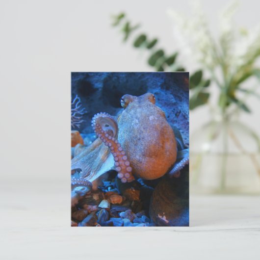 タコ ポストカード (スタンド正面)