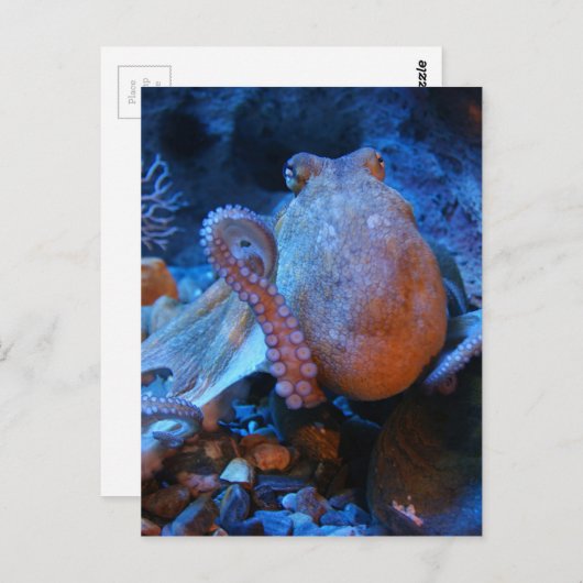 タコ ポストカード (正面/裏面)