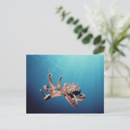 タコ ポストカード (スタンド正面)