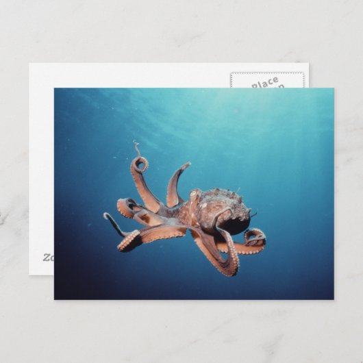 タコ ポストカード (正面/裏面)