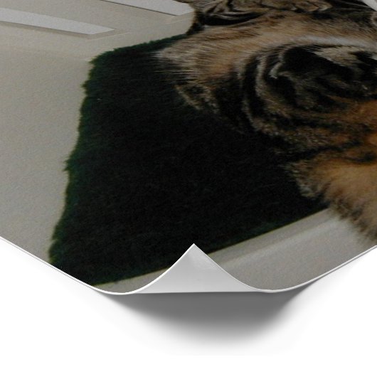 タシャベア ポスター (角)