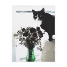 タシャ・ザ・タキシード猫