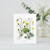 タシルガファラ（コルツフット） ポストカード (スタンド正面)