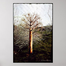 タジキスタンのドライフェラ植物 ポスター