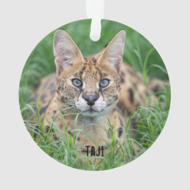 タジ –  オーナメント