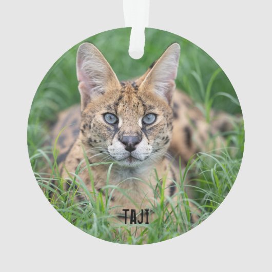 タジ – オーナメント (裏面)