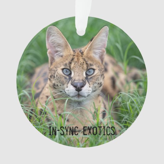 タジ –  オーナメント (正面)