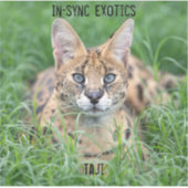 タジ –  シール (正面)