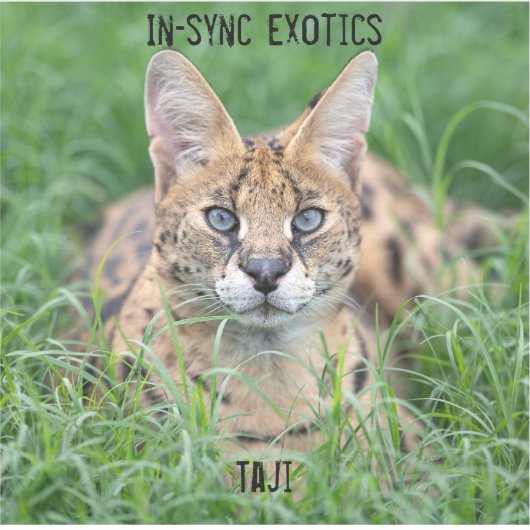 タジ –  シール (正面)