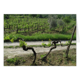 タスカニーのワインの地域イタリアのChiantiのブドウ園