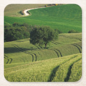 タスカニーの緑のコースターの曲線ライン スクエアペーパーコースター (正面)